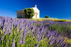 Provence - vůně levandule, turistické skvosty a přírodní parky - Francie - Azurové pobřeží