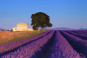 Provence - vůně levandule, turistické skvosty a přírodní parky - Francie - Azurové pobřeží