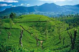 Putování Cejlonem - za vůní čaje - Srí Lanka