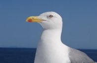 Romantická Elba na kole - Itálie - Elba