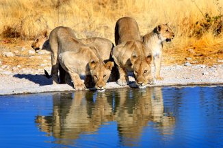 Rozmanité krásy Namibie se safari - Namibie