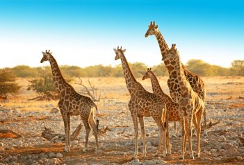 Rozmanité krásy Namibie se safari - Namibie