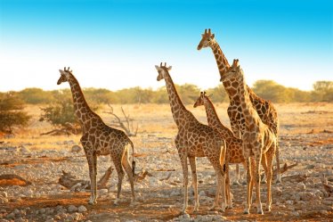 Rozmanité krásy Namibie se safari