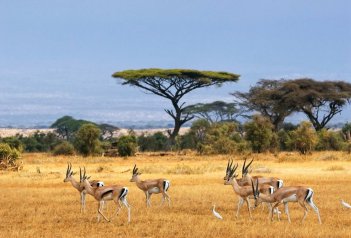 Safari a odpočinek u moře - Keňa