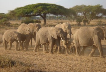 Safari - fascinující národní parky Keni a Tanzanie - Keňa