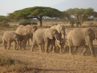 Safari - fascinující národní parky Keni a Tanzanie