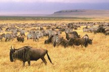 Safari - nejkrásnější národní parky Tanzánie - Tanzanie