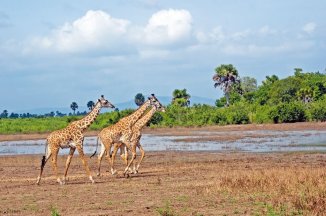 SAFARI – PO STOPÁCH ANTILOP - Keňa