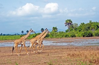 SAFARI – PO STOPÁCH ANTILOP - Keňa