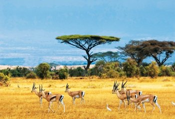 SAFARI – PO STOPÁCH ANTILOP - Keňa