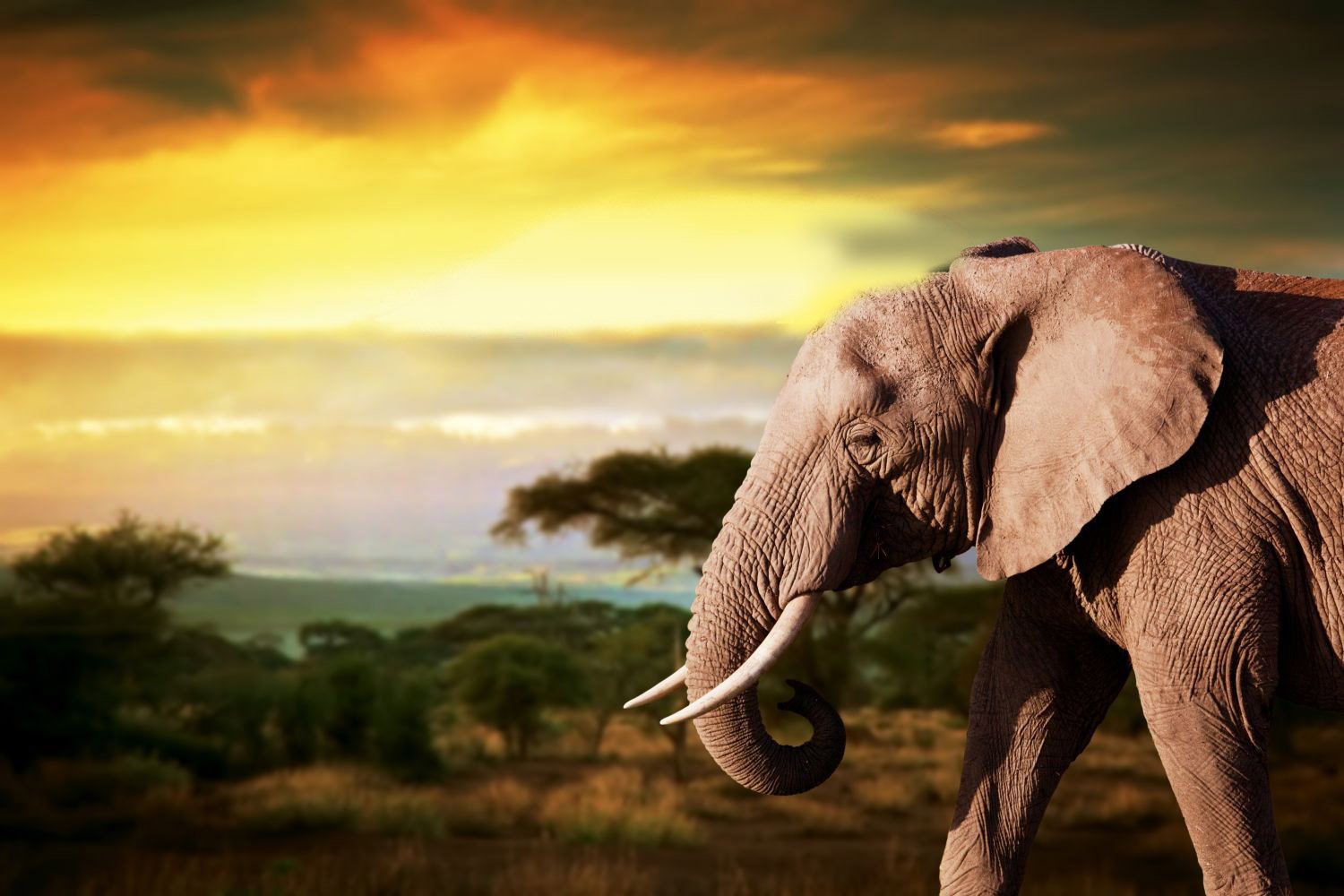 SAFARI - SLONI V SOUMRAKU Keňa | New Travel.cz