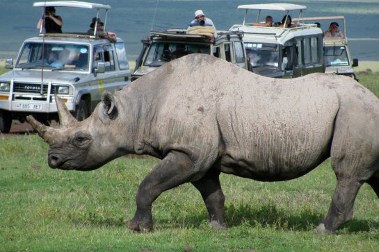 Safari v Keni - Keňa
