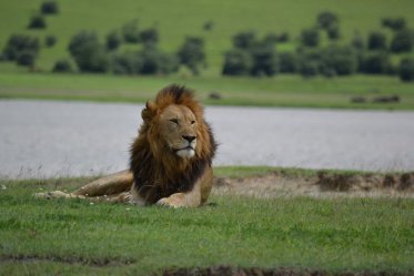Safari v Krugerově NP