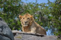 Safari v neobjevených rezervacích jižní Tanzanie - Tanzanie