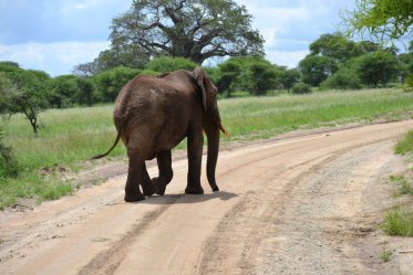 Safari v neobjevených rezervacích jižní Tanzanie
