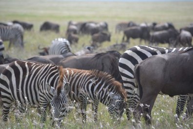 Safari v neobjevených rezervacích jižní Tanzanie - Tanzanie