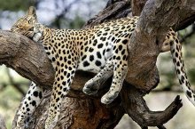 Safari v srdci divočiny - Tanzanie