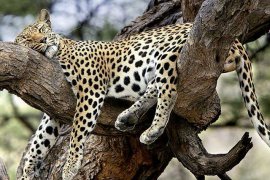 Safari v srdci divočiny - Tanzanie