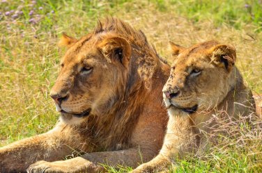 Safari v Tanzanii a Zanzibar