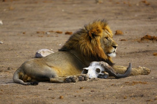 Safari v Tanzanii a Zanzibar - Tanzanie - Zanzibar