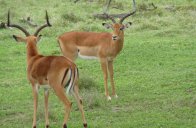 Samburu, jezero Baringo, jezero Nakuru a Masai Mara Safari - Keňa