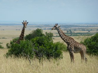Samburu, jezero Baringo, jezero Nakuru a Masai Mara Safari