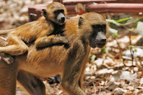 Senegal a Gambie - Gambie