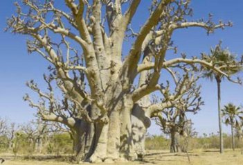 Senegal a Gambie - Gambie