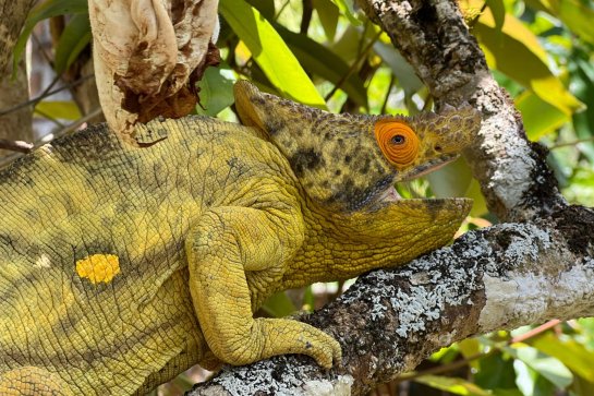 Seychely a Madagaskar - Madagaskar