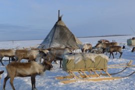 Sibiř v zimě – sobí slavnosti