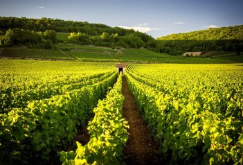 SLAVNOSTI NOVÉHO BEAUJOLAIS - světoznámá aukce vín v BEAUNE - Francie