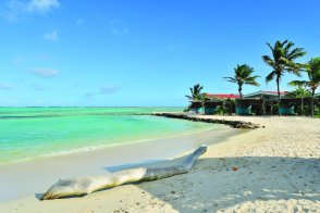 Sorobon Beach Resort - Bonaire - Bonaire