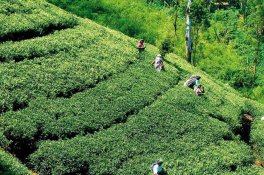 Srí Lanka - chuť čaje se skořicí - Srí Lanka - Colombo