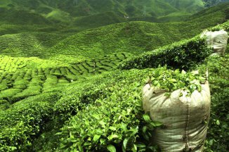 Srí Lanka - ostrov památek a čajovníkových plantáží - Srí Lanka