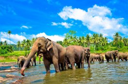 Srí Lanka – Silvestr v exotickém ráji - Srí Lanka