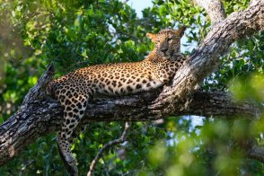 Srí Lanka - za krásami exotického ostrova až na jižní pobřeží - Srí Lanka
