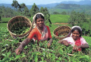 Srí Lanka - zelená perla Indického oceánu - Srí Lanka