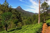 Srí Lanka - exotická země s chutí kari a vůní čaje - Srí Lanka