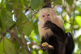 Středoamerický ráj (Kostarika a Panama) - Kostarika