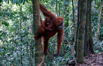Sumatra - nespoutaná Indonésie
