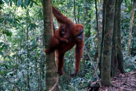 Sumatra - Siberut a Mentavajci