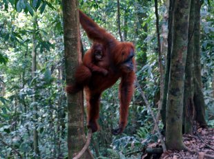 Sumatra - Siberut a Mentavajci