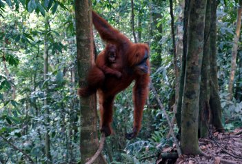 Sumatra - Siberut a Mentavajci - Indonésie
