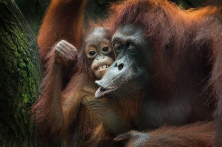 Sumatra - Siberut a Mentavajci - Indonésie