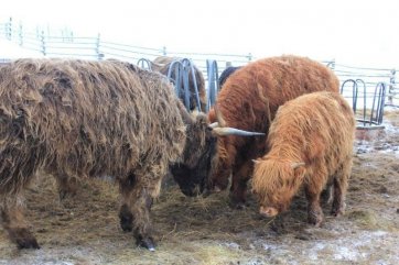 Šumava na sněžnicích - Česká republika - Šumava