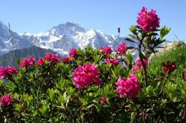 ŠVÝCARSKO A VÝLET HORSKÝM EXPRESEM - Švýcarsko