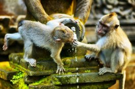 TAJUPLNÉ BALI - IDEÁLNÍ KOMBINACE POZNÁNÍ A ODPOČINKU - Bali