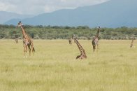 Tanzánie – výstup na Kilimandžáro a safari - Tanzanie