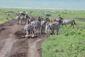 Tanzánie – výstup na Kilimandžáro a safari - Tanzanie