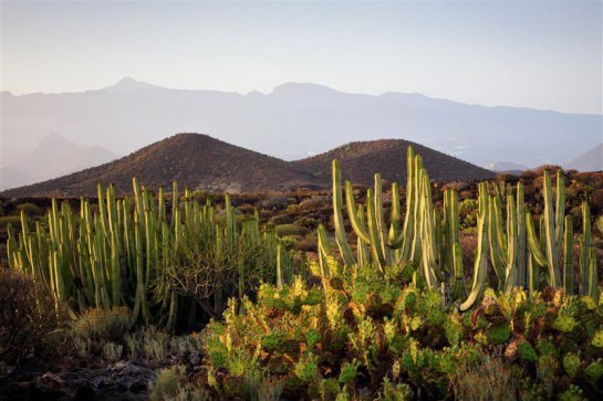 Tenerife - mezi sopkami a exotickými soutěskami - Kanárské ostrovy - Tenerife